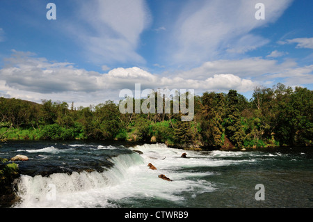 Angeln an den Brooks Falls Braunbären. Katmai Nationalpark und Reservat. Alaska, USA. Stockfoto