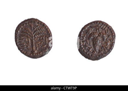 Bronze Eleazr Priester Münze 132 AD. Links Palme richtige Menge Trauben Stockfoto