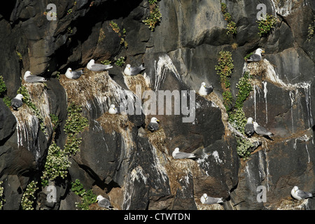 Eine Kolonie von Schwarz-legged Kittiwake (Rissa Tridactyla) auf der Klippe. Fotografiert in Island, s Stockfoto