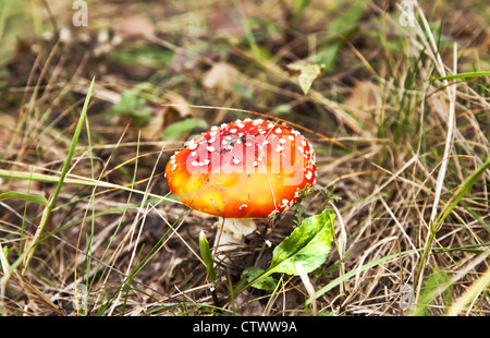 Kleine rote Fliegenpilz Pilz im herbstlichen Wald Stockfoto