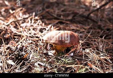 Wenig Xerocomus Pilz im herbstlichen Wald Stockfoto