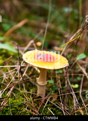 Gelbe und rote Fliegenpilz im herbstlichen Wald Stockfoto