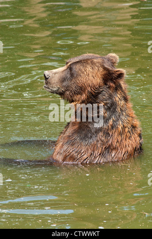 Braunbär, Natur-Und Umweltpark Guestrow, Mecklenburg-West Pomerania, Deutschland Stockfoto