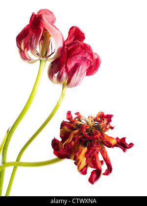 Getrocknete Tulpen in einer Vase auf einem weißen Hintergrund Stockfoto