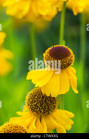 Helenium "Riverton Schönheit". Sneezeweed Blumen Stockfoto