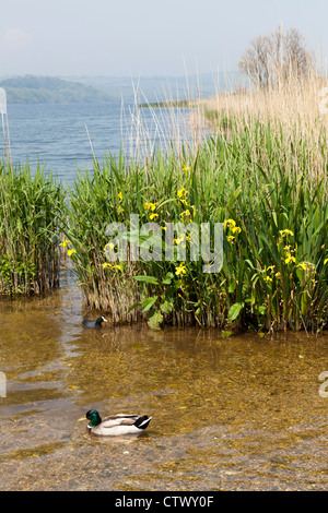 Slapton Ley, der größte natürliche Süßwassersee im Südwesten Englands, in der Nähe von Torcross, Devon. Die Website ist ein NNR und ein SSSI. Stockfoto