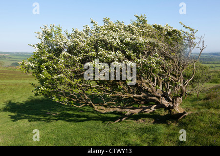 Eine uralte, windumtosten Weißdorn Baum auf Blackdown Ringe, eine Eisenzeit Burgberg in Devon Stockfoto