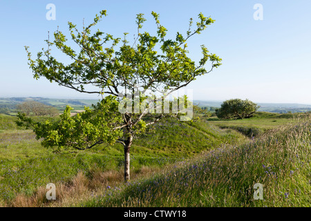 Blackdown Ringe, eine Eisenzeit Burgberg in Devon Stockfoto