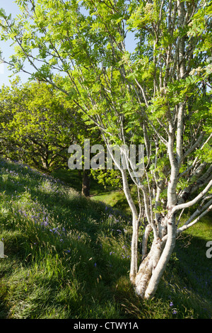 Blackdown Ringe, eine Eisenzeit Burgberg in Devon Stockfoto