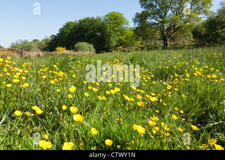 Butterblumen blühen in Dartmoor Wiese bei Postbridge, Devon, UK Stockfoto