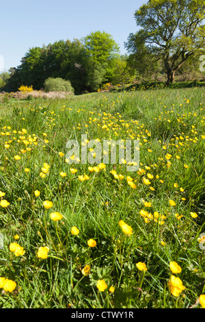 Butterblumen blühen in Dartmoor Wiese bei Postbridge, Devon, UK Stockfoto