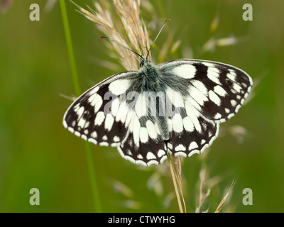 Schachbrettfalter Schmetterling (Melanargia Galathea) ruht auf einem Graskopf Samen Stockfoto