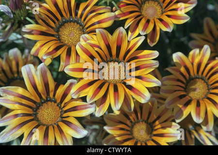 Gazanias im trockenen Kies Garten Stockfoto