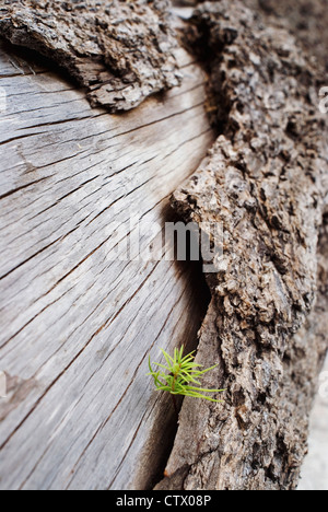 Nahaufnahme eines kleinen Pflanze wächst aus Baumstamm Stockfoto