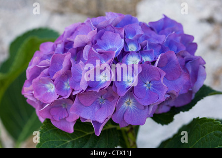 Blaue Hortensie Blume gegen eine Steinmauer. Stockfoto