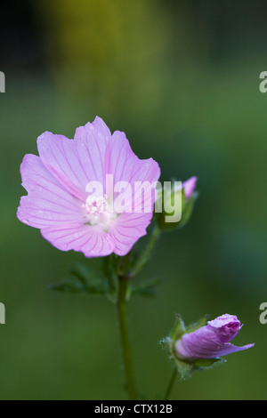 Sidalcea Campestris in eine Wildblumenwiese. Wiese Sidalcea. Stockfoto