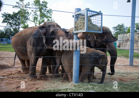 Elefanten füttern im zoo Stockfoto