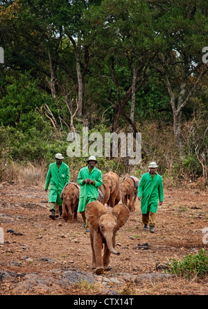 Hüter der Sheldrick Elephant Orphanage bringen gerettet verwaisten Elefanten Babys in der Öffentlichkeit an der Wasserstelle zu erfüllen. Stockfoto