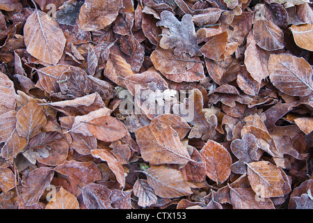 Herbst Blätter auf Winter Boden Stockfoto