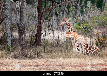 Rothschild-Giraffe, Giraffe Giraffa Rothschild, Mutter sitzt mit ihrem Kalb, Giraffe Manor, Nairobi, Kenia, Afrika Stockfoto