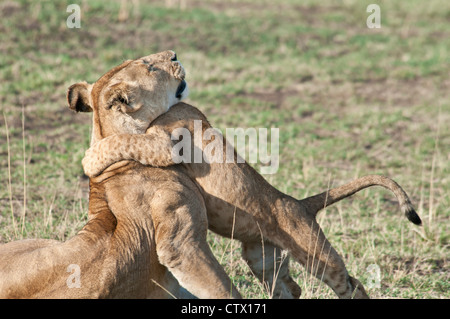 Löwenjunges umarmt Mutter Löwin, Panthera Leo, Masai Mara National Reserve, Kenia, Afrika Stockfoto