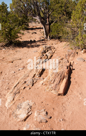 USA-Utah, Ansicht von versteinertem Holz in Escalante im Petrified Forest State Park, mit Tpinon Kiefer und Utah-Wacholder auf der Rückseite. Stockfoto