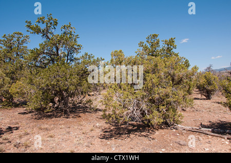 USA-Utah, Blick auf Escalante Petrified Forest State Park. Stockfoto