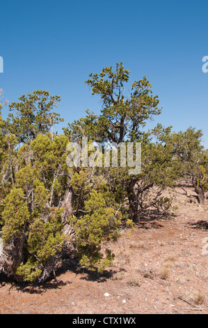 USA-Utah, Landschaft mit Pinien Pinon und Utah-Wacholder in Escalante Petrified Forest State Park. Stockfoto