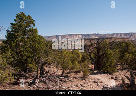 USA-Utah, Landschaft mit Pinien Pinon und Utah-Wacholder in Escalante Petrified Forest State Park. Stockfoto