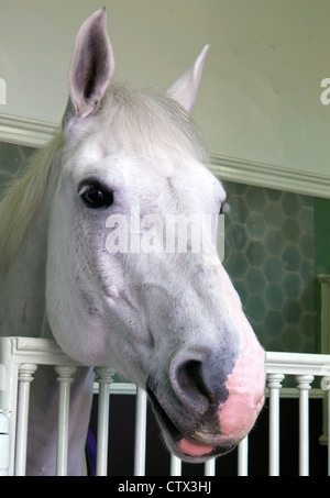 Graue Wallach in die Royal Mews, London, England Stockfoto