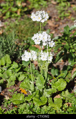 Primula Malacoides - umgangsprachlich Primula Lutscher, Fairy Schlüsselblumen und Baby Primrose Stockfoto