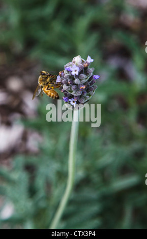 Europäische Honigbiene (Apis Mellifera) auf einer französischen Lavendel (Lavandula Dentata) Blume. Stockfoto