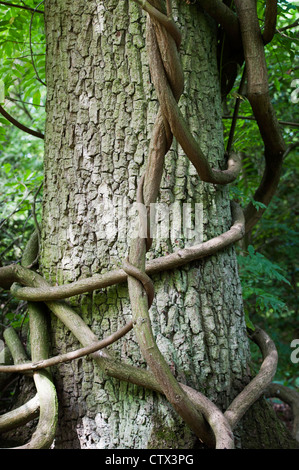 Weinstock Stammzellen um eine Eiche Stamm in einem englischen Woodland gewickelt. Großbritannien Stockfoto