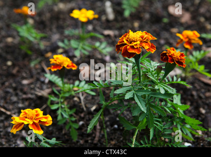 Französische Ringelblume (Tagetes Patula) Stockfoto