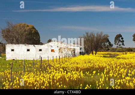 Gelbe Blüten des Rooikatstert, Bulbinella Latifolia, Nieuwoudtville, Bokkeveld Plateau, Namaqualand, Südafrika Stockfoto