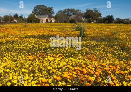 Frühling Blumen Display mit afrikanischen Margeriten und Gänseblümchen Kap am Rande des Dorfes Nieuwoudtville, Namaqualand, Südafrika Stockfoto