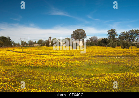 Masse Feder Blume Display, Nieuwoudtville, Namaqualand, Südafrika Stockfoto