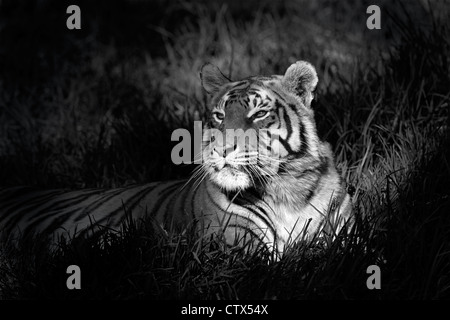 Monochromes Bild von einem bengalischen Tiger (Panthera Tigris Bengalensis) Verlegung in Rasen Stockfoto