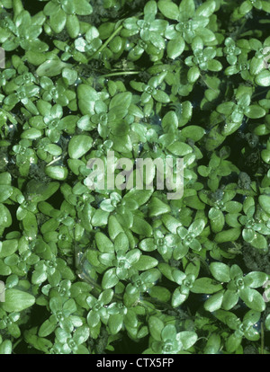 GEMEINSAMEN Wasser-HAHNENFUßGEWÄCHSE Callitriche Stagnalis (Callitrichaceae) Stockfoto