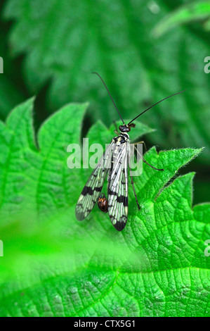 Männlichen Scorpion Fly auf Brennnessel. Dorset, UK Juni 2012 Stockfoto