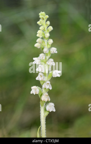 SCHLEICHENDE Damen TRESSES Goodyera Repens (Orchidaceae) Stockfoto