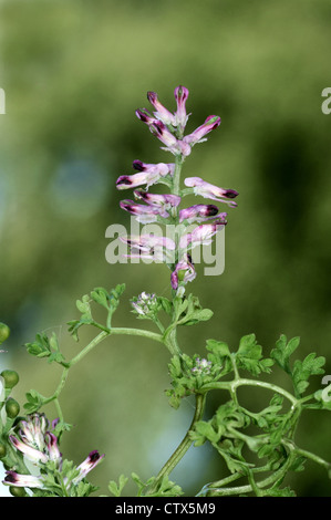 GEMEINSAMEN ERDRAUCH Fumaria Officinalis (Fumariaceae) Stockfoto