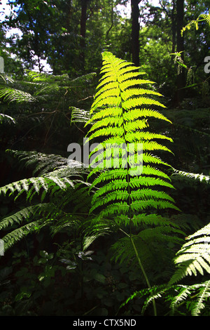 Die gemeinsame Wurmfarn oder Dryopteris Filix-Mas, besteht aus zahlreichen behaart, tief-braune Sporen und Rhizome. tief im Wald. Stockfoto