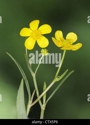 GERINGERER SPEARWORT Ranunculus Flammula (Butterblume) Stockfoto