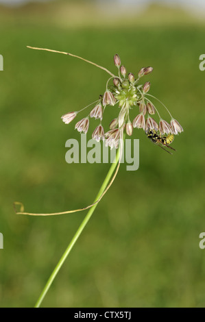 Feld Knoblauch Allium Oleraceum (Liliaceae) Stockfoto