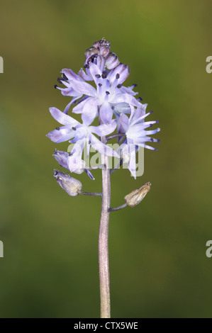 Herbst BLAUSTERN Scilla Autumnalis (Liliaceae) Stockfoto