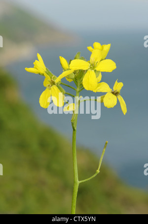 LUNDY Kohl Coincya wrightii Stockfoto