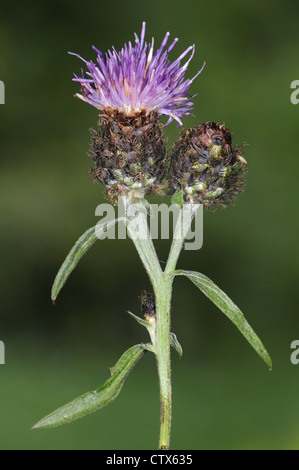 GEMEINSAMEN FLOCKENBLUME Centaurea Nigra (Asteraceae) Stockfoto