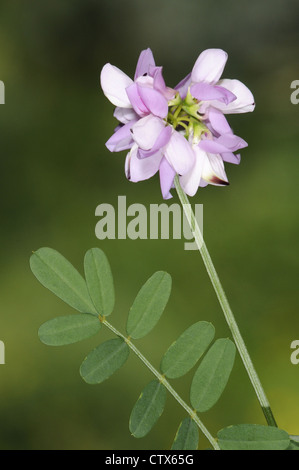 CROWN VETCH Securigera Varia (Fabaceae) Stockfoto