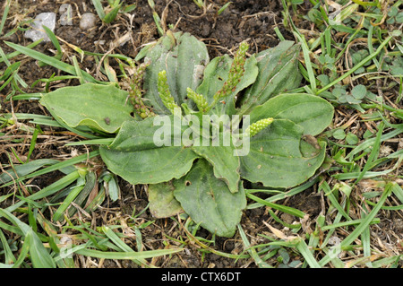 HOARY Wegerich Plantago Media (Wegerichgewächse) Stockfoto